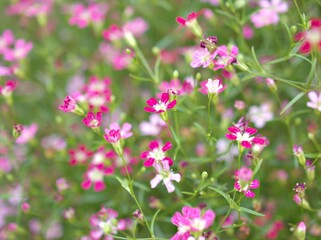Fototapeta premium Closeup pink Baby's -breath ,petals of red Gypsophila flower plants in garden with sunshine and blurred background ,macro image ,sweet color for card design