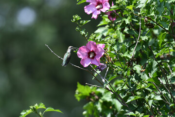 Ruby-Throated Hummingbird Perched on Hibiscus Rose of Sharon Bush Next to Purple Flower Drinking Nectar, Beak Open and Pollen on the Beak