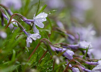 Flowers in the Rain