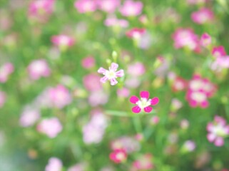 Obraz premium Closeup pink Baby's -breath ,petals of red Gypsophila flower plants in garden with sunshine and blurred background ,macro image ,sweet color for card design