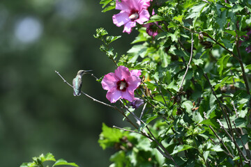 Ruby-Throated Hummingbird with Beak Open Next to Hibiscus Flower with Pollen Left Over from Drinking Nectar
