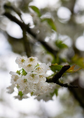 Flowers in the Rain