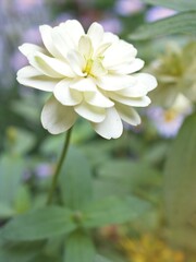 Fototapeta premium Closeup white petals of Zinnia angustifolia flower plants in garden with green blurred background ,macro image ,sweet color for card design