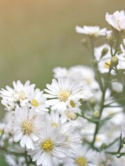 Closeup white petals of Tatarian aster tataricus daisy flower plants in garden with blurred background ,macro image ,sweet color for card design