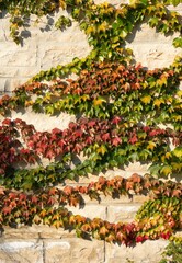 Fototapeta na wymiar Steinwand mit bunten Weinblättern