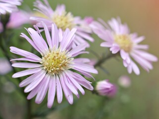 Closeup white petals of purple Tatarian aster tataricus daisy flower plants in garden with blurred background ,macro image ,sweet color for card design