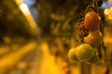 Fridheimar Tomato Farm, Iceland