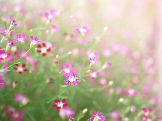 Closeup pink Baby's -breath ,petals of red Gypsophila flower plants in garden with sunshine and blurred background ,macro image ,sweet color for card design