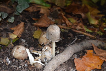 Common inkcap fungus grows in tufts from buried decaying wood appears after rain It has conical cap and shaggy edge which drips inky liquid Historically it was used to make ink for important documents
