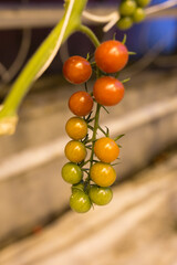 Fridheimar Tomato Farm, Iceland
