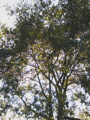 Arbol
