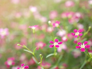 Closeup pink Baby's -breath ,petals of red Gypsophila flower plants in garden with sunshine and blurred background ,macro image ,sweet color for card design