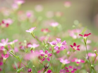 Closeup pink Baby's -breath ,petals of red Gypsophila flower plants in garden with sunshine and blurred background ,macro image ,sweet color for card design