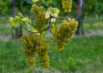 Grapes on a Vineyard
