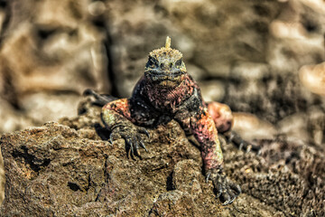 Iguana Marina de Galápagos