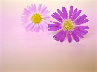Closeup violet petals of purple Tatarian aster tataricus daisy flower on pink blurred background ,macro image ,soft focus ,sweet color for card design