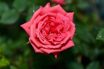 beautiful red rose