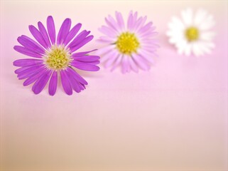 Closeup violet petals of purple Tatarian aster tataricus daisy flower on pink blurred background ,macro image ,soft focus ,sweet color for card design