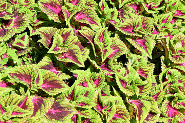 Coleus Plant with Green and Purple Leaves