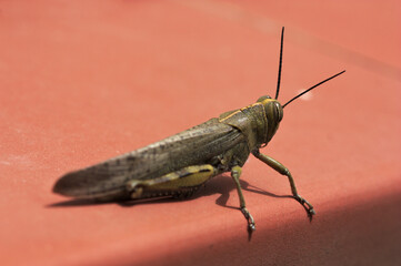 Side view of a grasshopper (Caelifera) on a brown tile