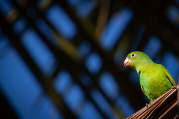 Plain parakeet (Brotogeris tirica) perched on a buriti palm tree (Mauritia flexuosa). Green and Yellow Brazilian birds. 