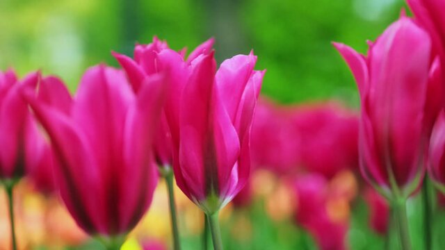 Close-up of buds of red tulips in a field in a botanical garden in spring.