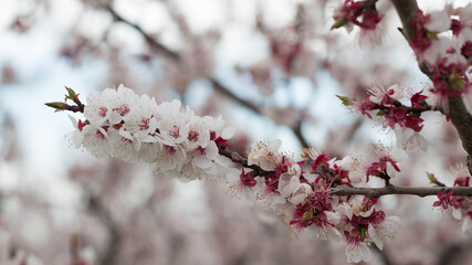 Orchard