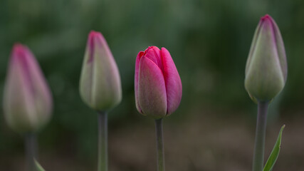 Fototapeta premium Tulips