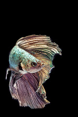betta fish photo