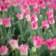 Fototapeta premium Tulips