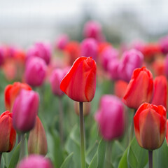 Fototapeta premium Tulips