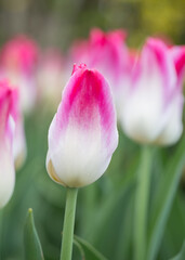 Fototapeta premium Tulips