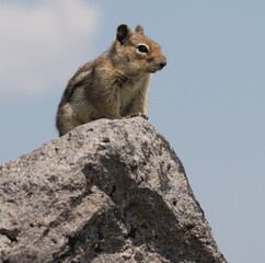 Chipmunks