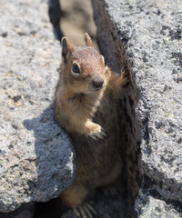 Chipmunks