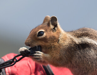 Obraz premium Chipmunks