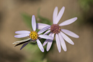 Fototapeta premium Wildflowers