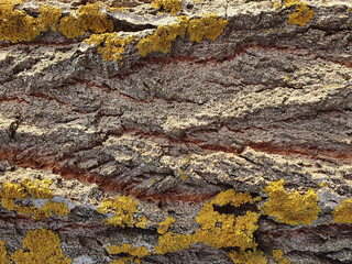 Natural background of old wood close up