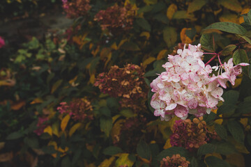 hydrangea flowers in the garden