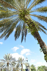 Obraz na płótnie Canvas Close Up of Coconut Palm Trees with the Blue Sky