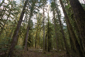 hiking at Baker Lake, Washington