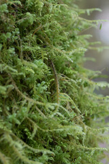 hiking at Baker Lake, Washington