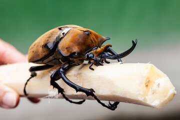 The overwhelming beauty of the flora and fauna of Costa Rica. Photos taken during a tour through this beautiful country,
