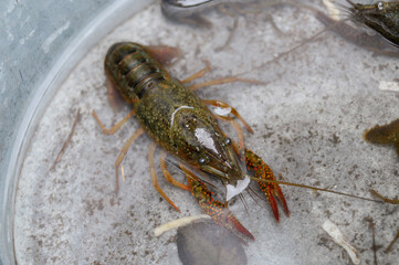 アメリカザニガニ