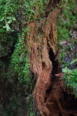 hiking at Baker Lake, Washington