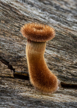 Panus fasciatus (Hairy Trumpet) growing on a fallen log - one of the few really hairy agaric fungi - NSW, Australia