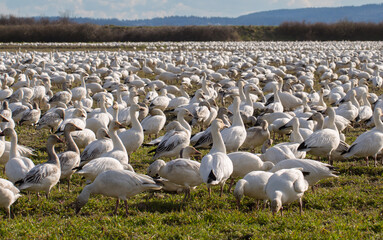 Snowgeese in Skagit Valley, WA 