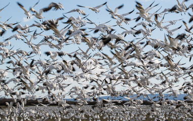 Fototapeta premium Snowgeese in Skagit Valley, WA 