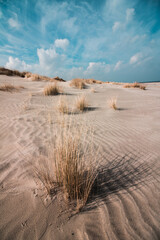 dry plants in sand at a beach scenery with blue and cloudy sky in the background