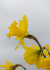 Daffodils in Skagit Valley, WA