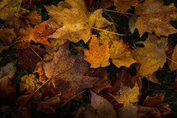 autumn leaves on the ground